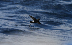 Oceanites oceanicus