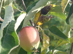 Malus