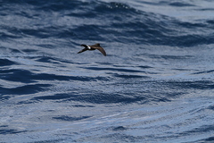 Oceanites oceanicus