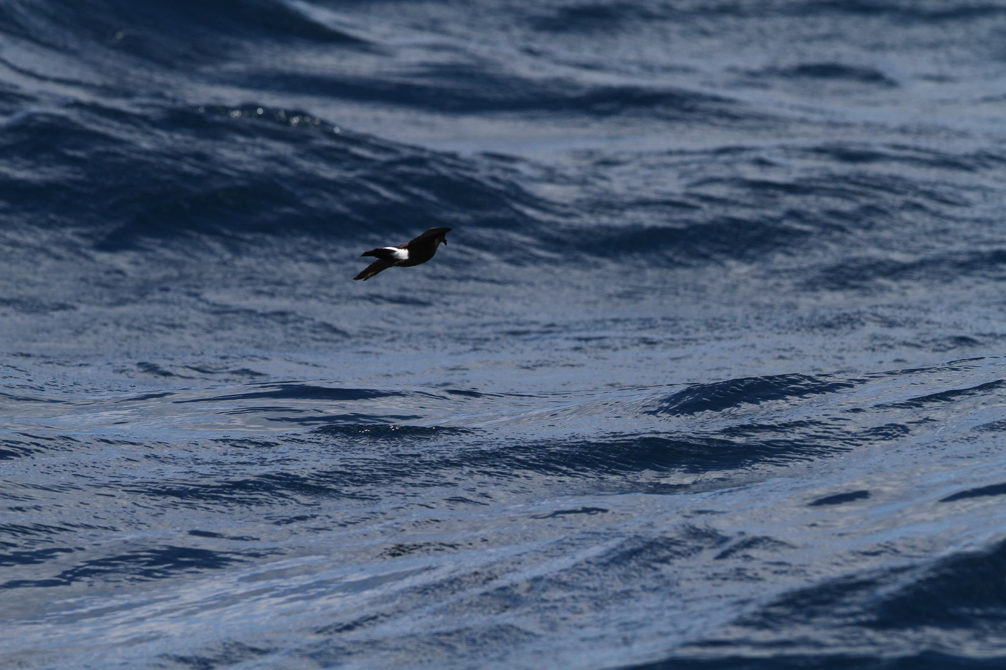 Wilson's Storm Petrel