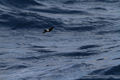 Oceanites oceanicus