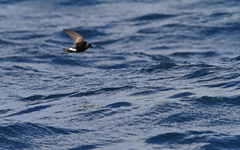 Oceanites oceanicus