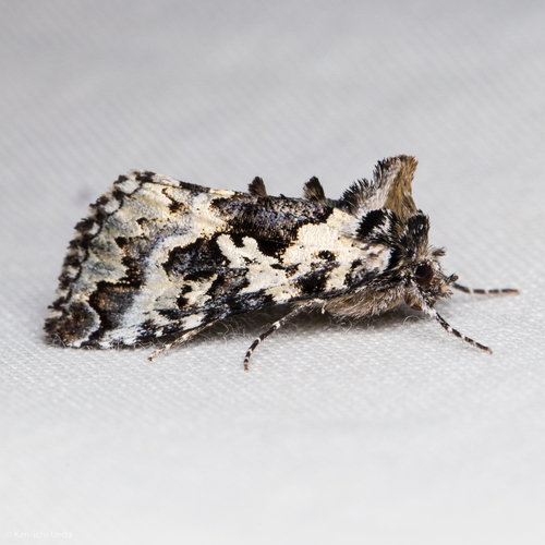 Salt-and-pepper Looper Moth photo 2