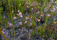 Erica innovans