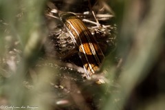 Trachylepis occidentalis