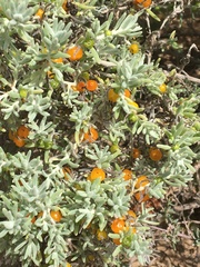 Nitraria billardierei