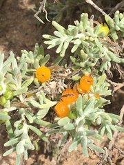 Nitraria billardierei