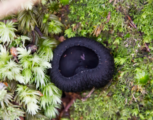 Plectania rhytidia — (c) Hayden Jones, some rights reserved (CC BY)
