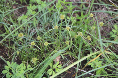 Image of Cyperus seslerioides by (c) José Belem Hernández Díaz, some rights reserved (CC BY)
