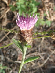 Phrygia