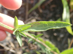 Phrygia