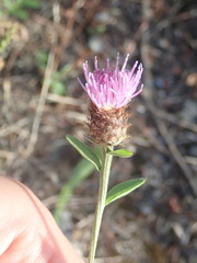 Phrygia