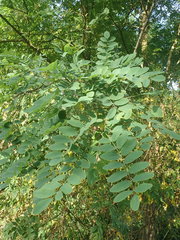 Robinia pseudoacacia