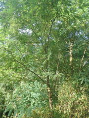 Robinia pseudoacacia