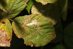 Coptotriche marginea