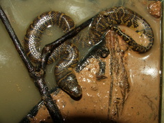 Bocourt's Mud Snake photo 3