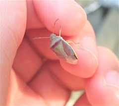 Piezodorus lituratus