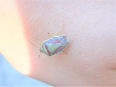 Piezodorus lituratus