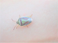 Piezodorus lituratus