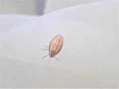 Aelia acuminata