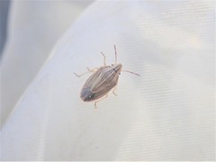 Aelia acuminata