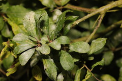 Podosphaera tridactyla