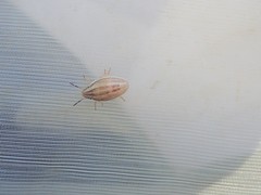 Aelia acuminata