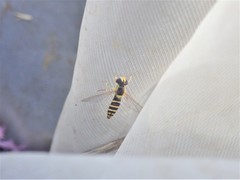 Sphaerophoria