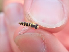 Sphaerophoria