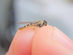 Sphaerophoria