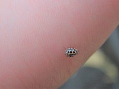 Tytthaspis sedecimpunctata