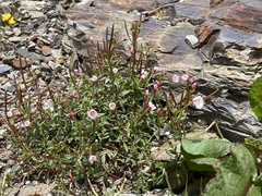 Epilobium hohuanense