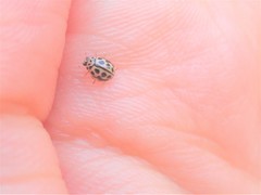 Tytthaspis sedecimpunctata