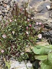 Epilobium hohuanense