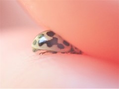 Tytthaspis sedecimpunctata
