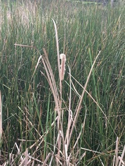Typha orientalis