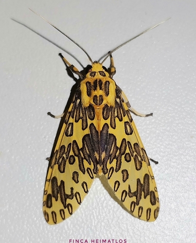 Amaxia pandama