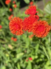 Emilia coccinea