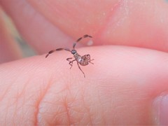 Coreus marginatus