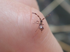 Coreus marginatus