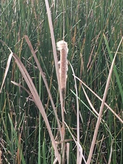 Typha orientalis