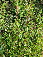 Salix phylicifolia