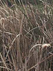 Typha orientalis
