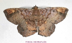 Thysanopyga casperia