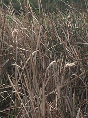 Typha orientalis