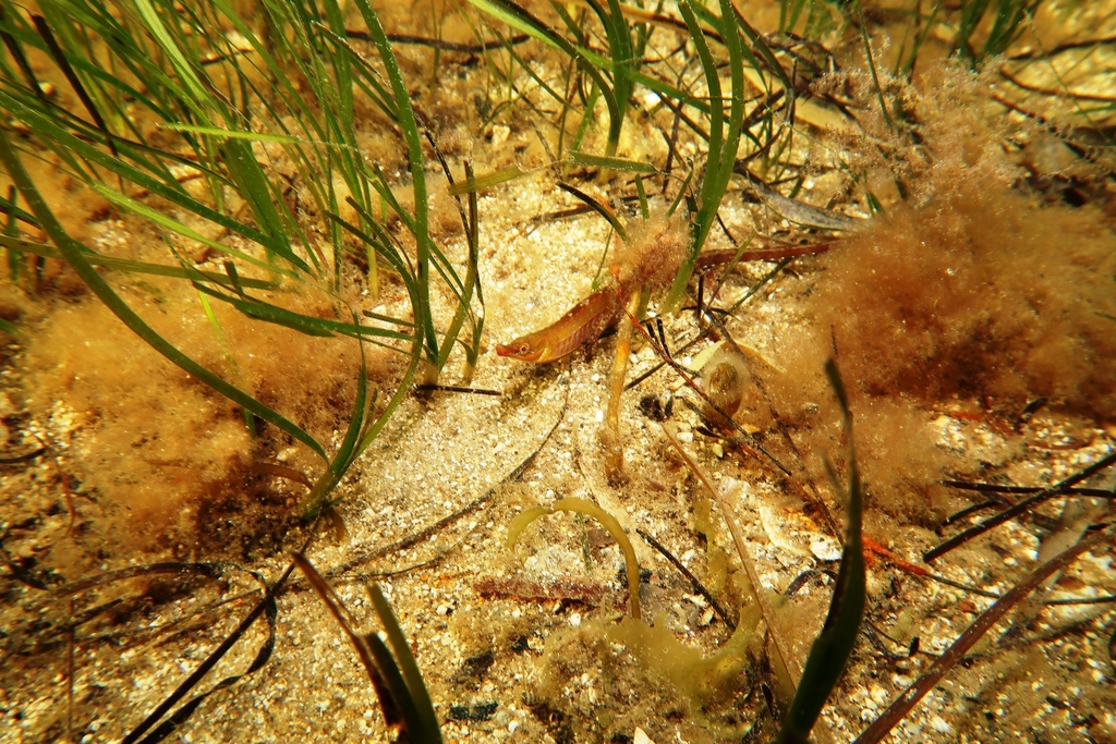 Deep-bodied pipefish (Kaupus costatus) — Syngnathidae