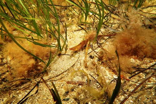 Deep-bodied pipefish (Kaupus costatus) — Syngnathidae