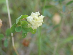 Trifolium campestre