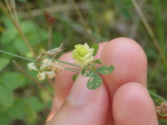 Trifolium campestre