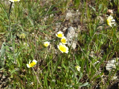 Layia gaillardioides